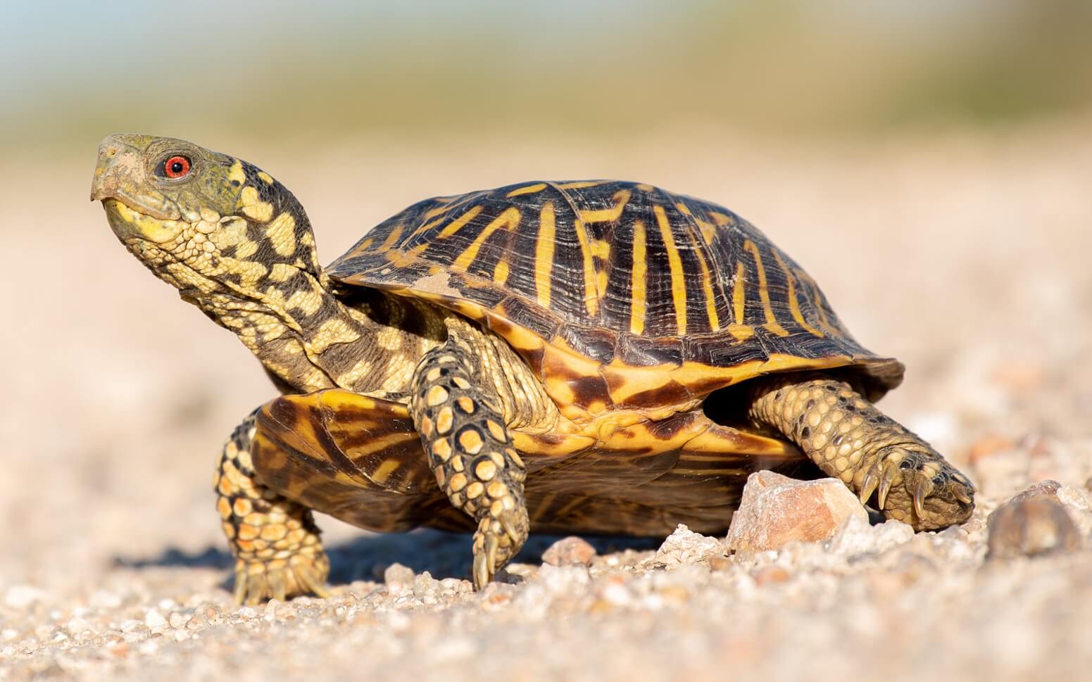 Mơ thấy rùa điềm báo gì? Giải mã chi tiết giấc mơ về rùa