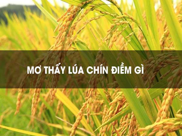 Giải mã giấc mơ thấy lúa chín điềm gì? Đánh đề số mấy?