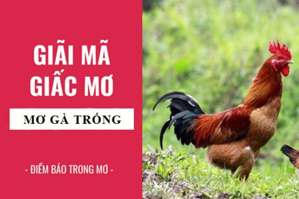 Giải mã giấc mơ thấy gà trống đánh con gì chính xác 100%