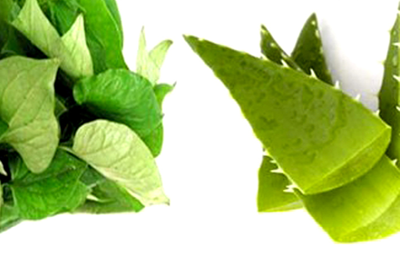 Bật mí 5 cách làm đẹp bằng rau diếp cá đơn giản