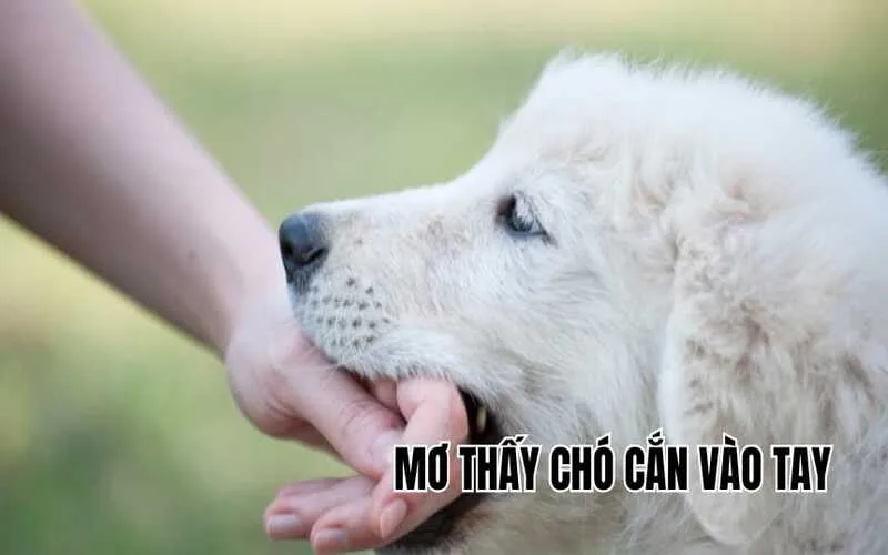 mo thay cho can la diem tot hay xau giai ma chi tiet