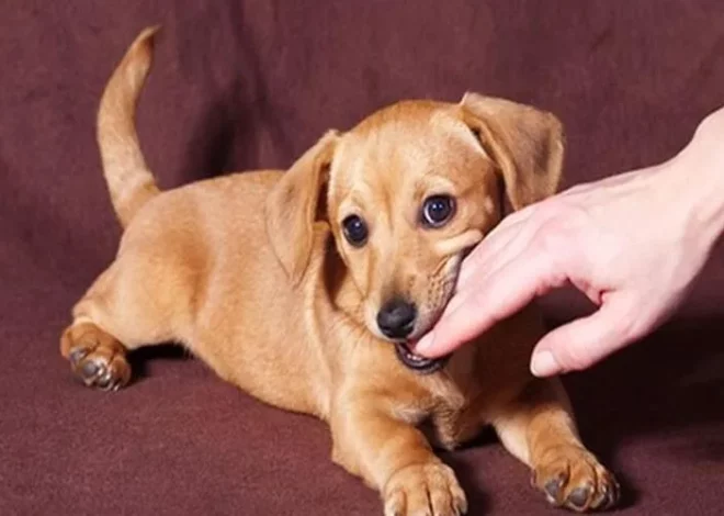 Mơ thấy chó cắn là điềm TỐT hay XẤU? Giải mã chi tiết