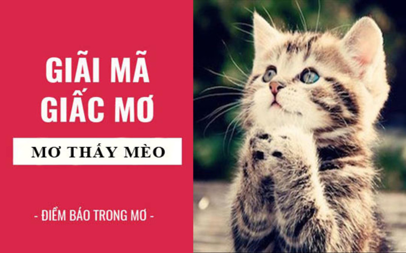 Mơ thấy mèo là điềm lành hay dữ? Đánh số mấy?
