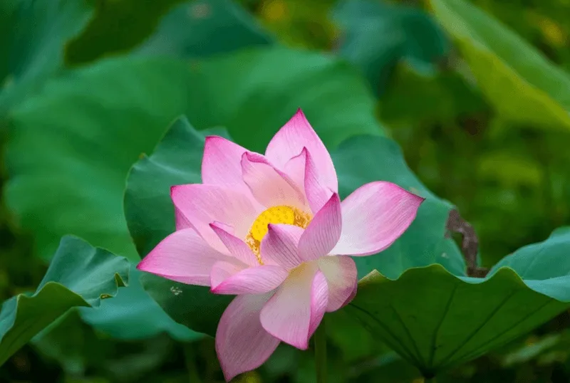 Hình ảnh hoa sen hồng gắn liền với sự tịnh tâm, từ bi và bản sắc văn hóa phương Đông.