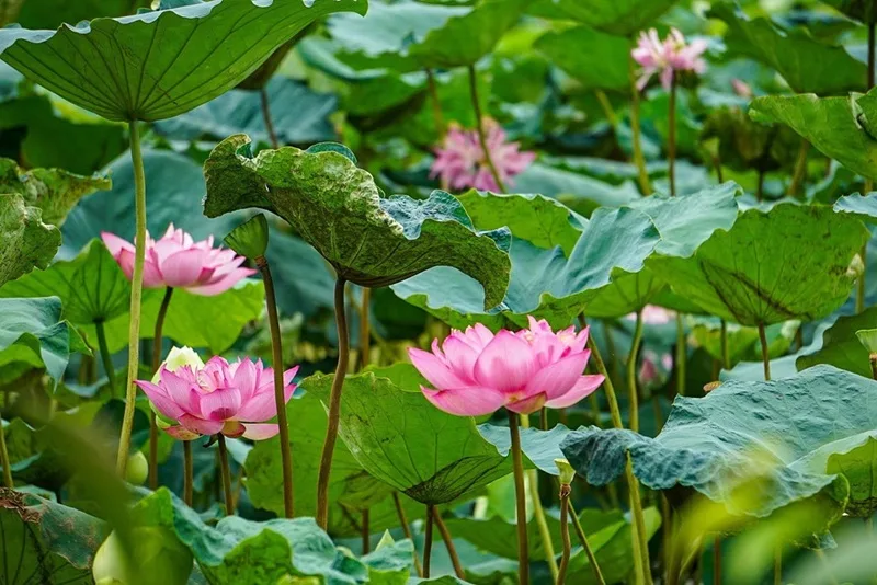 Một bình hoa sen hồng mang đến sự bình an, thanh lịch cho không gian sống và lễ nghi.